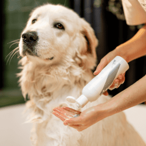 Read more about the article Best Dog Shampoos to Buy UK – 2023