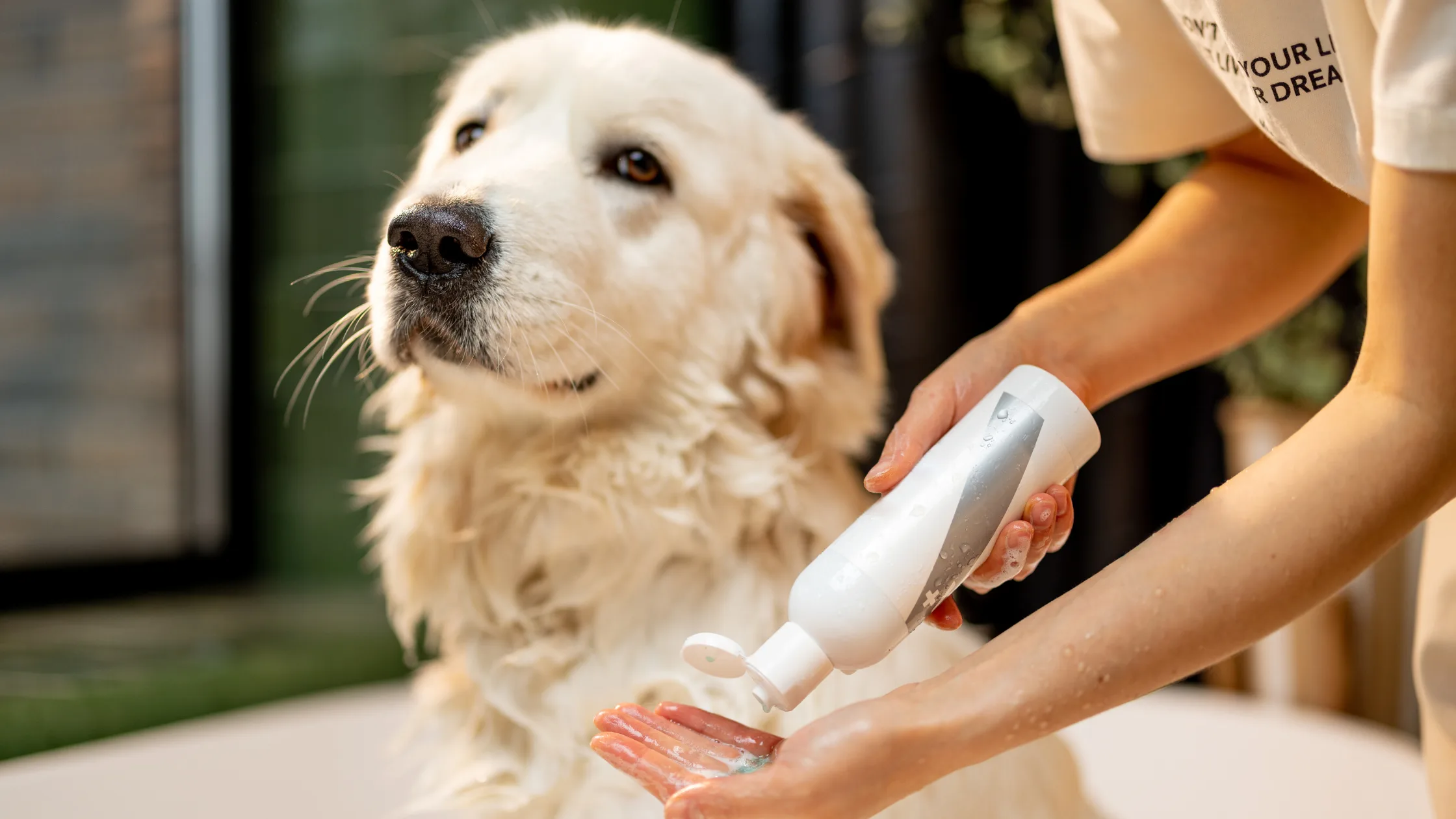 best-dog-shampoo-application Best dog shampoos being applied to a golden retriever during bath time by owner.