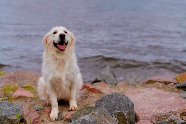 Golden Retriever Temperament & Personality