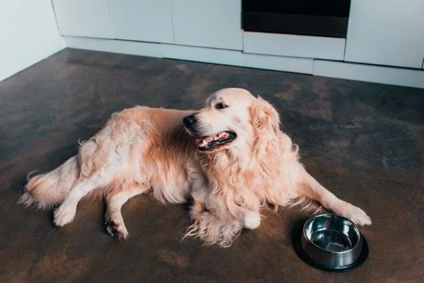 Golden Retriever Weight Management