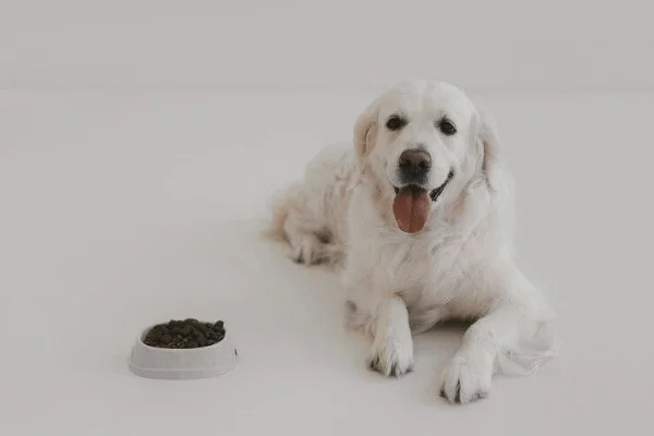 How We Evaluated the Worst Dog Food Brands