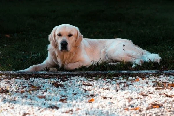 Lifespan of Golden Retrievers