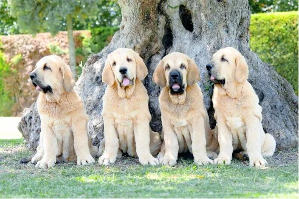 Signs of Ageing of Golden Retrievers