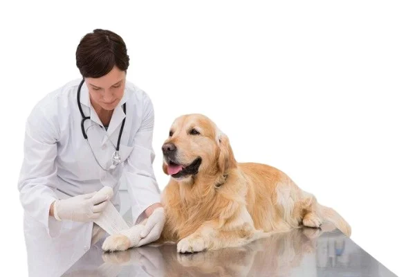 Standard Golden Retriever Health Conditions