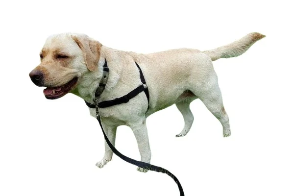 The Best Harness for Your Golden Retriever