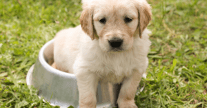 Read more about the article Golden Retriever Feeding Chart By Age | Choose Best One’s