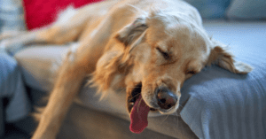 Read more about the article 6 Best Dog Bed For Golden Retriever