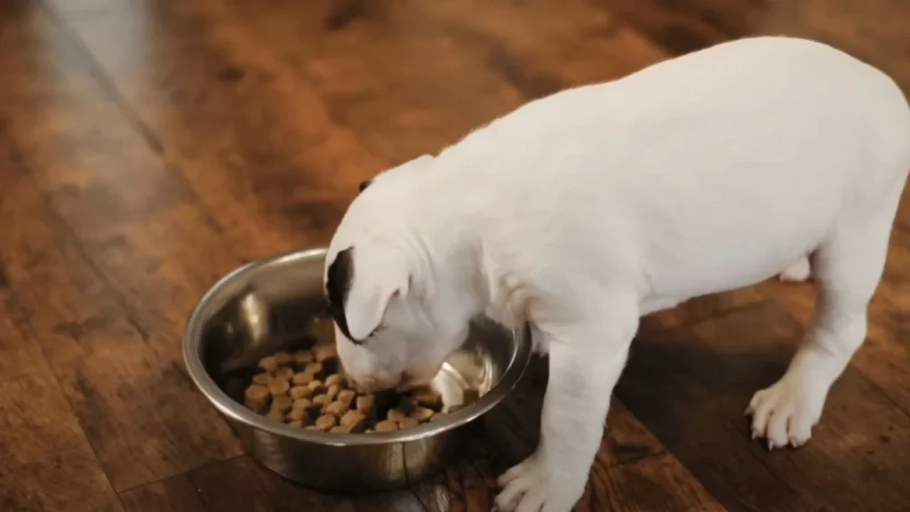 What Kind of Food Should Puppies Eat?