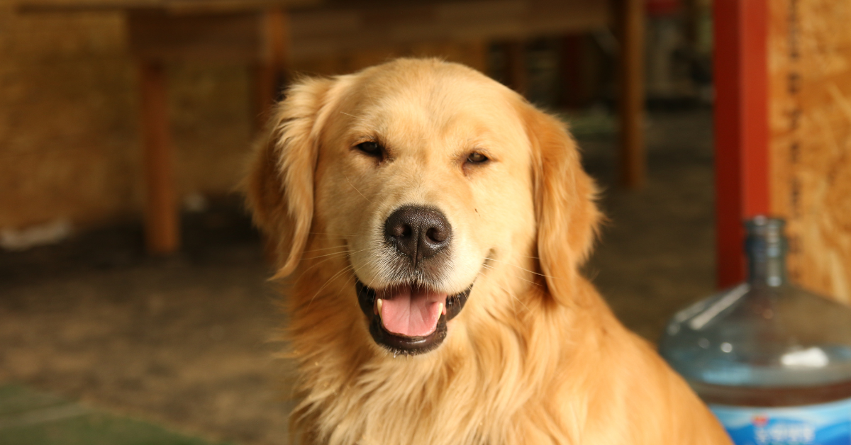 Read more about the article What Is the Worst Dog Food For Golden Retrievers?