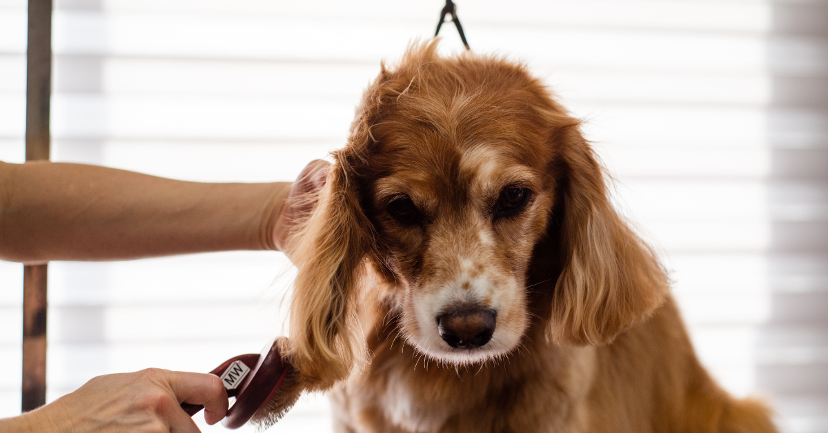 You are currently viewing Best Brush For Golden Retriever |A Comprehensive Guide