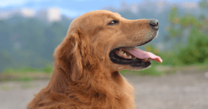 Read more about the article Golden Retriever in UK: Comprehensive Guide