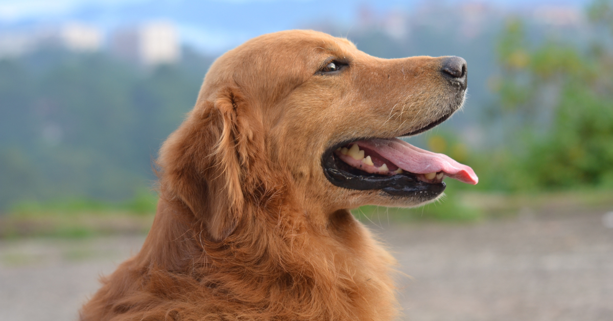 You are currently viewing Golden Retriever in UK: Comprehensive Guide