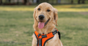 Read more about the article Best Harness For Golden Retriever