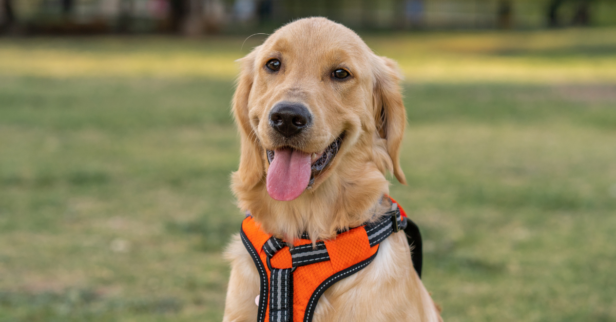 You are currently viewing Best Harness For Golden Retriever