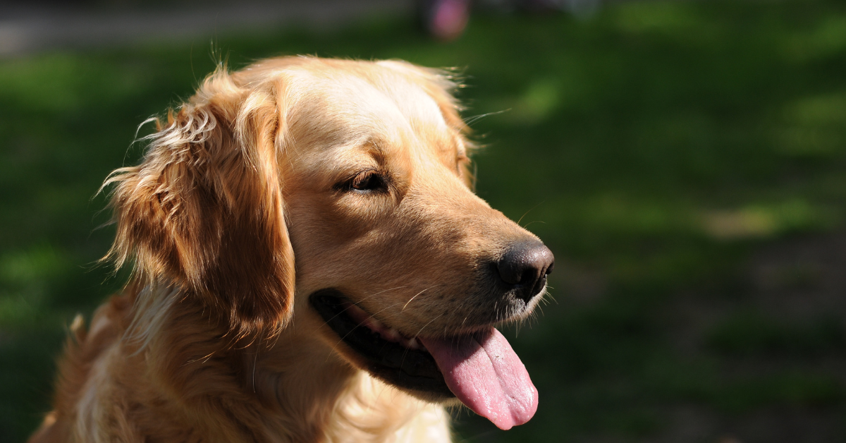 Read more about the article Why Are Golden Retrievers Dying Younger?