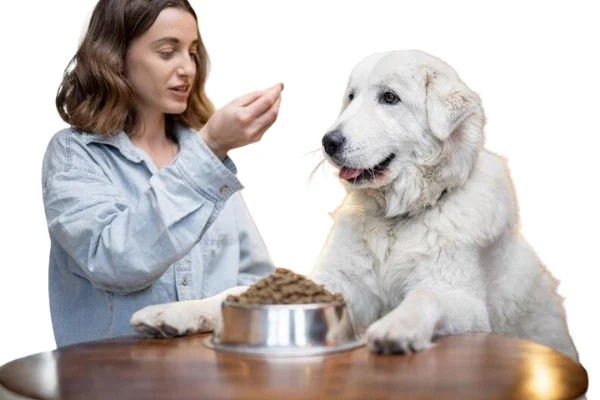 What Do Golden Retrievers Eat _ Nutritional Requirements