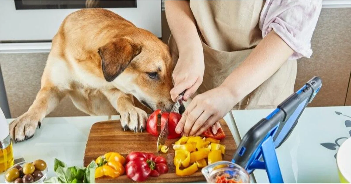 You are currently viewing What Do Golden Retrievers Eat?