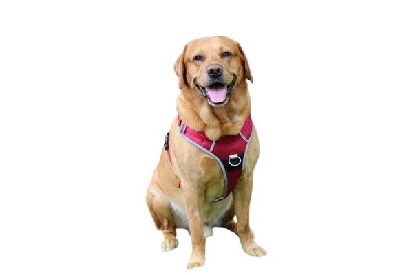 Which Type of Harness To Buy For Golden Retriever