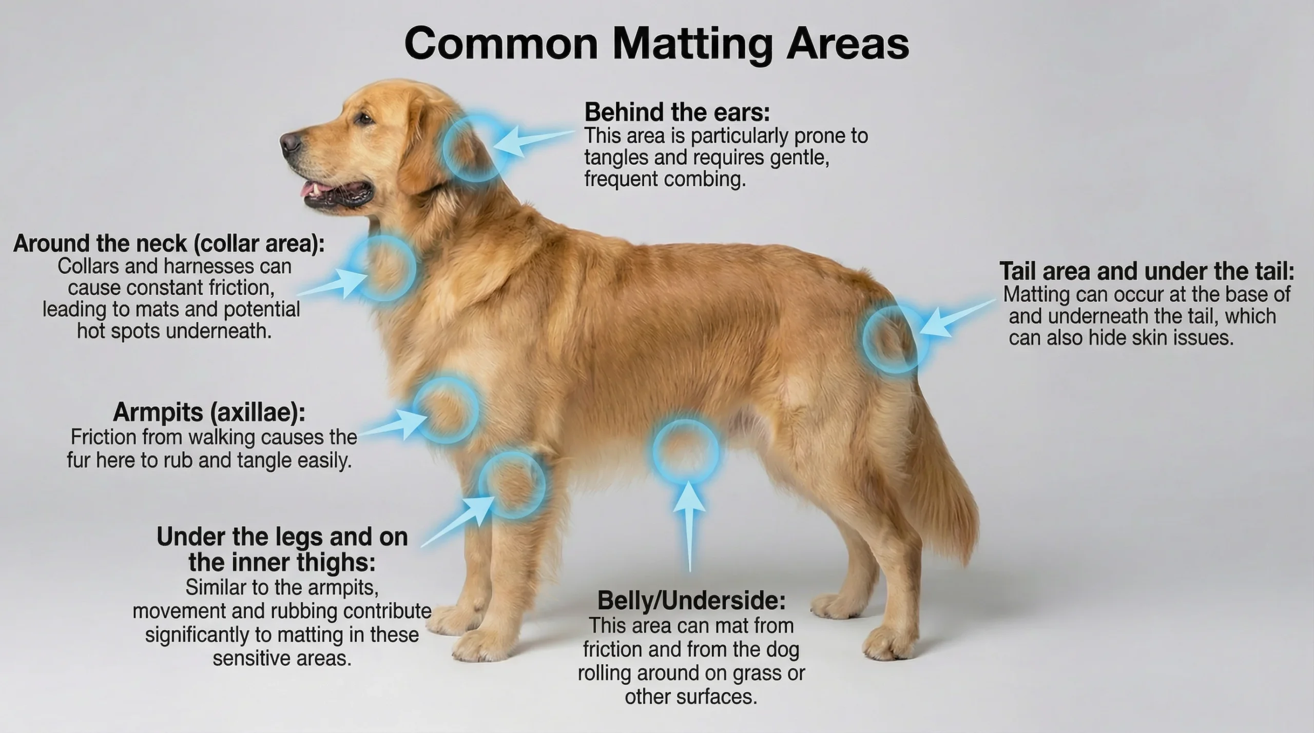 Common Matting Areas on a Golden Retriever Common matting areas on a Golden Retriever showing where the best brush for Golden Retrievers is needed most
