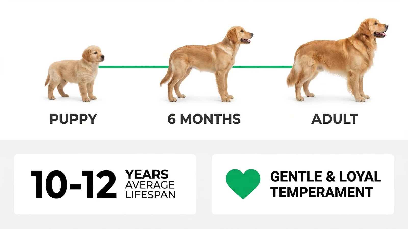 An infographic showing the daily physical and mental exercise needs for both family pets and working golden retrievers in England.
