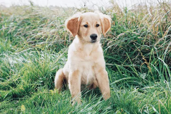 golden-retriever-puppy