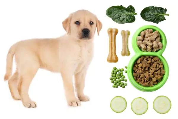 how-to-prepare-nutritious-dog-food-for-your-golden-retriever-puppy-in-the-uk