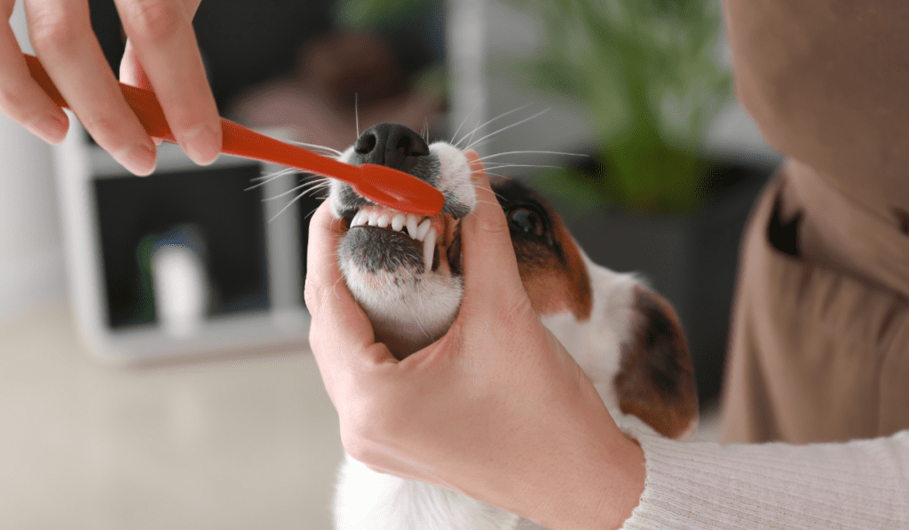how to clean dog teeth without brushing