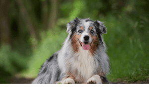 Read more about the article Best Dog Brush For Australian Shepherd