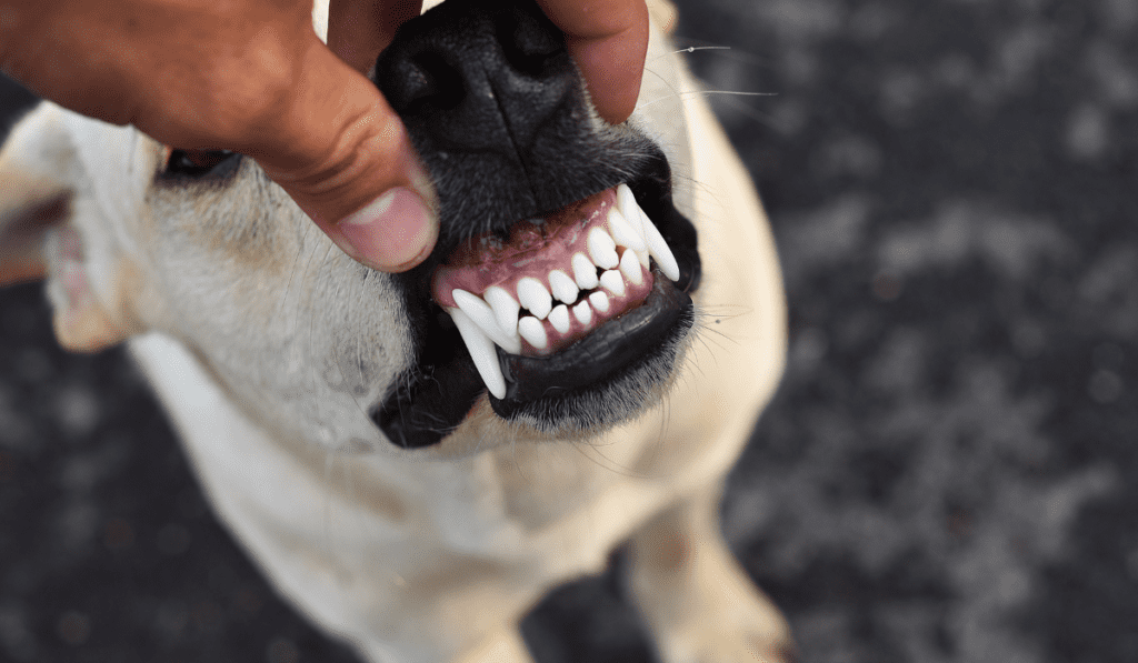 how to clean dog teeth without brushing