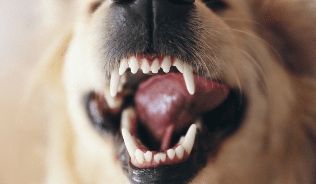 how to clean dog teeth without brushing