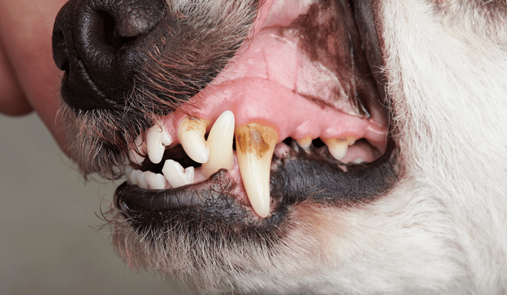 dogs gums bleed when brushing