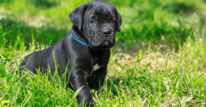 Read more about the article How Often Should You Bathe a Cane Corso?