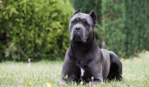 Read more about the article Best Brush For Cane Corso