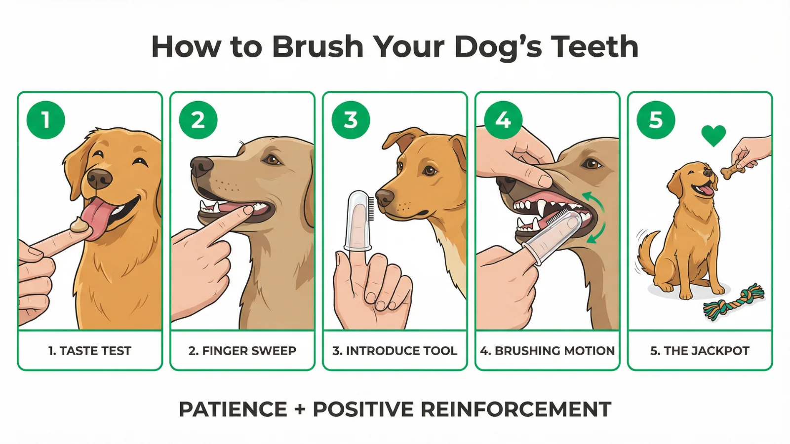 A clear five-step infographic detailing how to brush your dog's teeth safely, illustrating the proper method instead of using dangerous human toothpaste. Steps include: Taste Test, Finger Sweep, Introduce Tool (finger brush), Brushing Motion, and The Jackpot with a treat and toy.