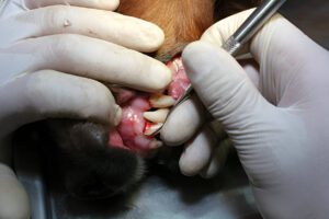 Read more about the article Why Do Dogs Gums Bleed When Brushing?