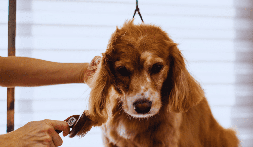 Best Brush For Double Coated Dogs