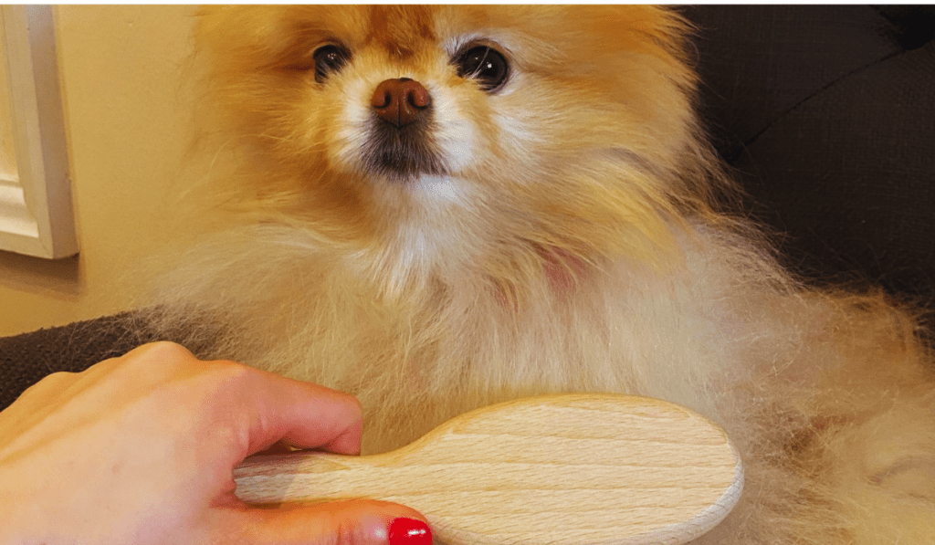 View of Best Brush For Double Coated Dogs | 5 Best Brushes - FlexK9