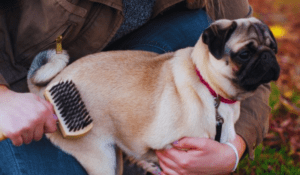 Read more about the article Best Shedding Brush For Short Hair Dogs | 6 Best Ones!