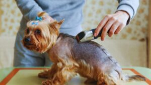 Read more about the article Can I Use My Hair Clippers on My Dog | 2 Different Alternatives