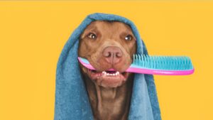 Read more about the article How to Get Dog Hair Out of a Blanket: The Ultimate Guide for Pet Owners