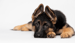 Read more about the article Best Dog Brush for German Shepherd: Top Picks Review 2024