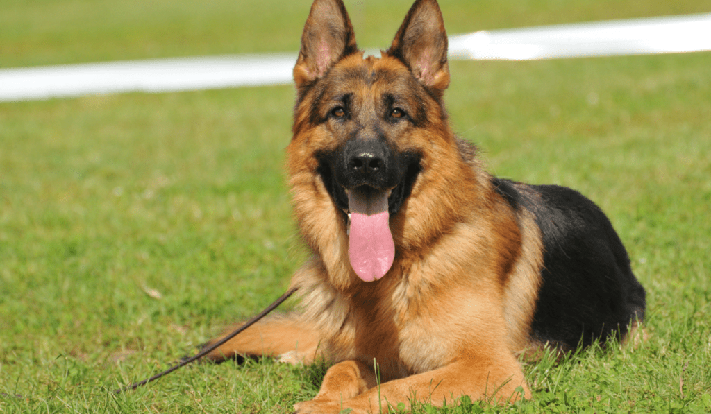 Best Dog Brush for German Shepherd