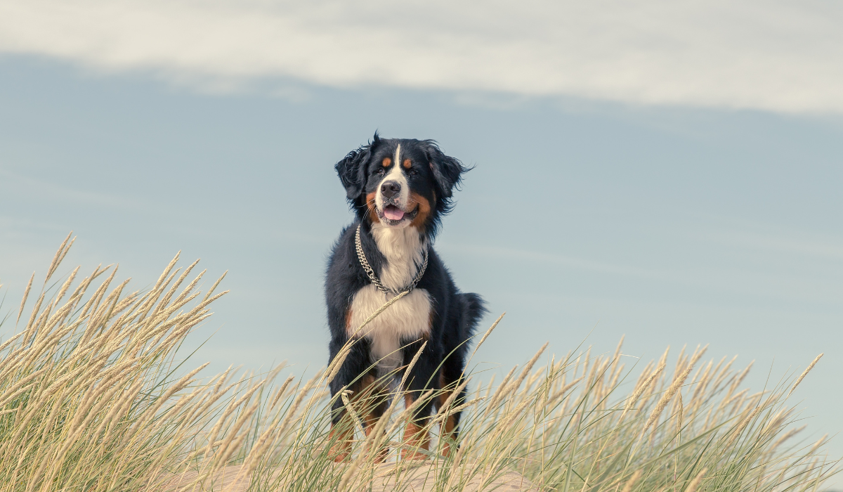 Read more about the article Best Brush For Bernese Mountain Dog