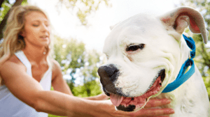 Read more about the article Best Dog Brush For Boxers