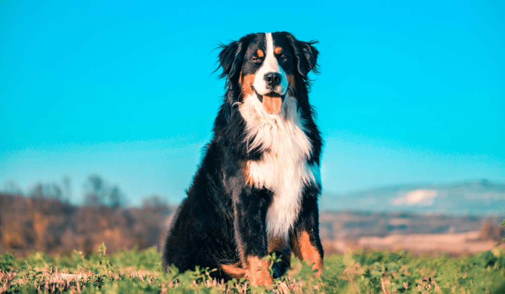 Best Brush For Bernese Mountain Dog