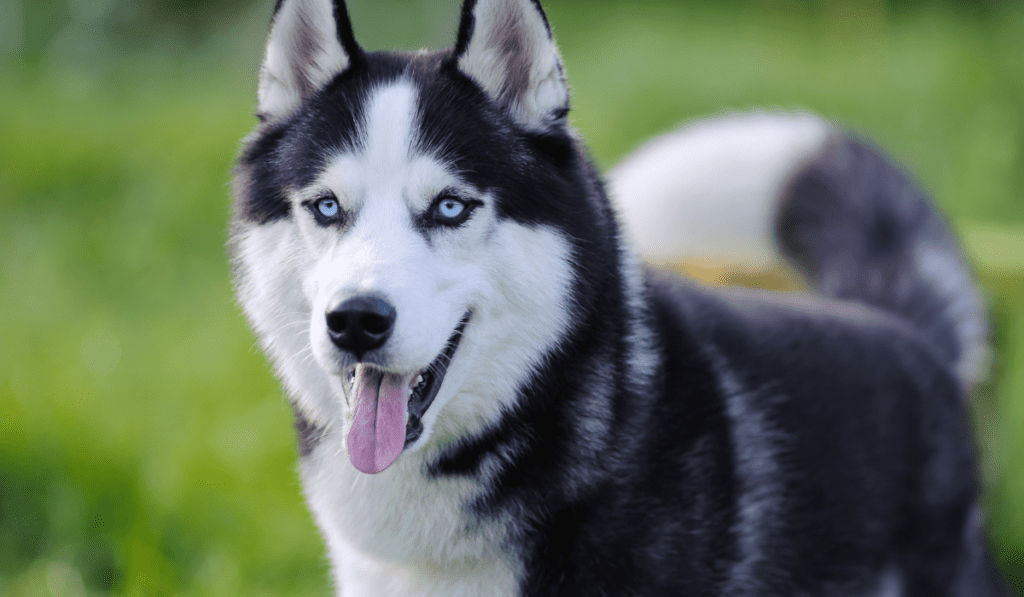 Best Dog Brush For Siberian Husky