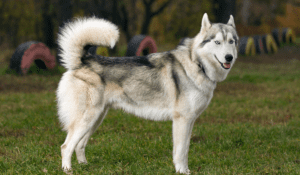 Read more about the article Best Dog Brush For Siberian Husky