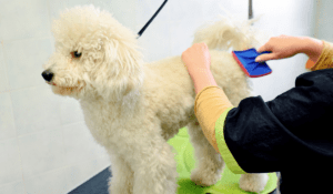 Read more about the article Best Dog Brush For Poodles