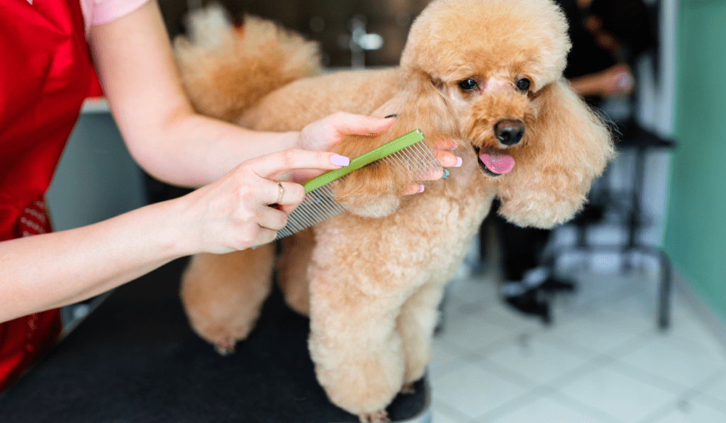 Best Dog Brush For Poodles