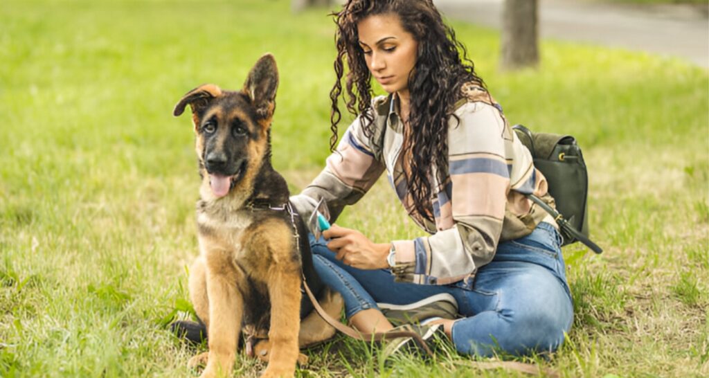 Brushing a German Shepherd